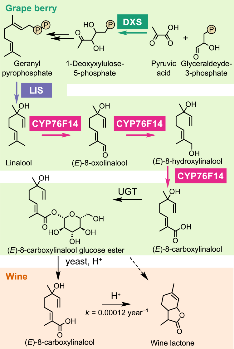 Figure 1: The pathway of wine lactone formation. Highlighted enzymes (DXS, 1-deoxy-d-xylulose-5-phosphate synthase; LIS, linalool synthase, CYP76F14) correspond to the quantitative trait loci (QTLs) associated with grape berries (E)-8-carboxylinalool concentration