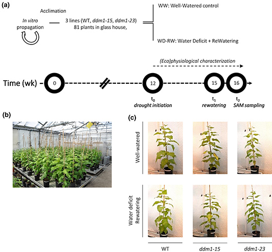 General overview of the drought experiment on poplars (Populus tremula × Populus alba).