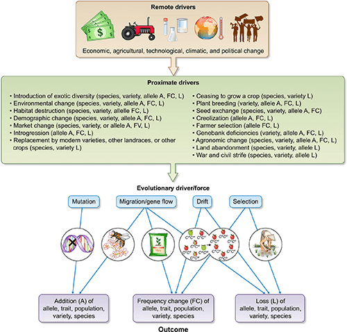 Evolutionary drivers of change in crop diversity.