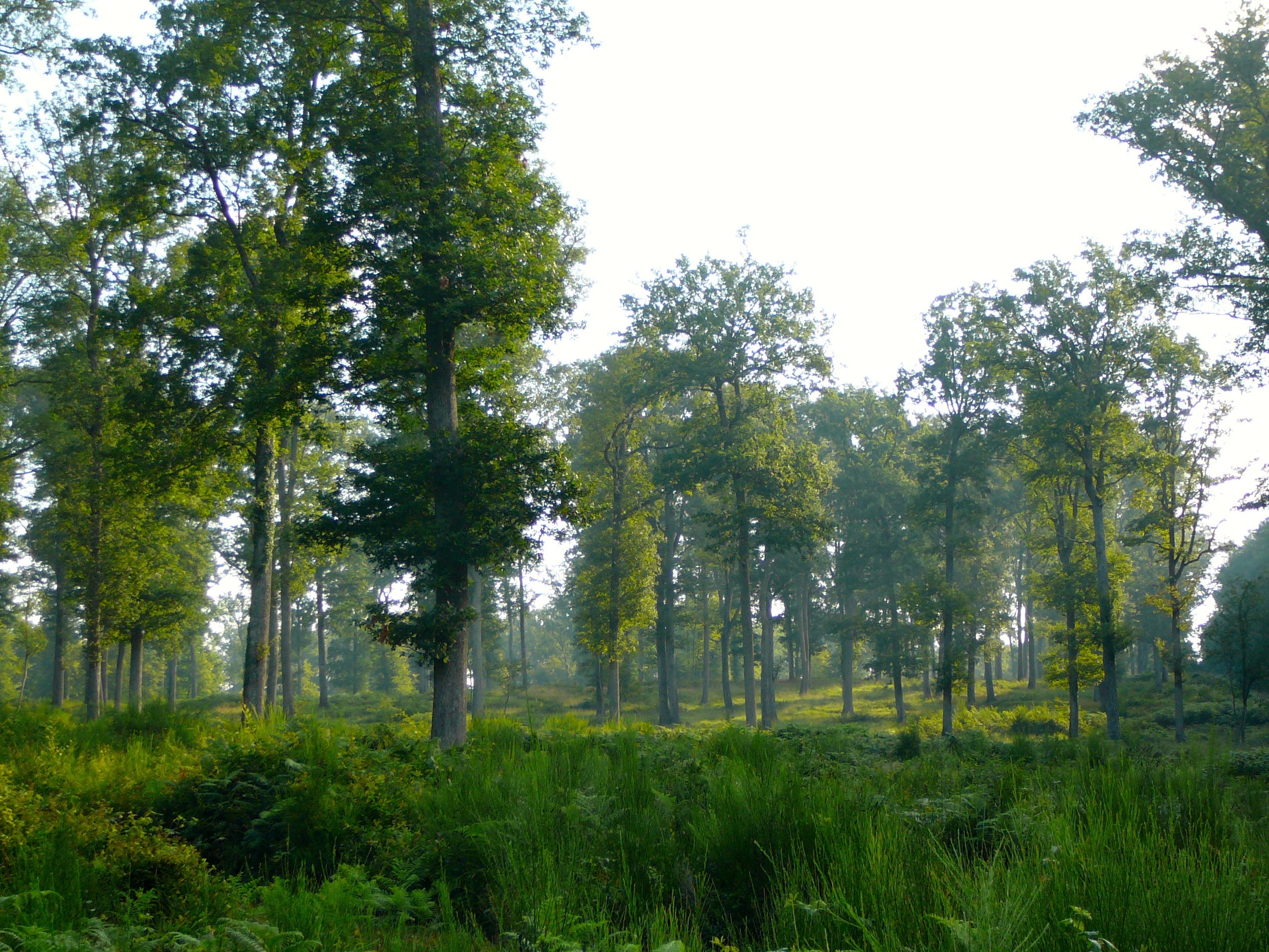 oak forest