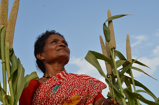 A woman looks up at the sky. She is surrounded by a tall maize-like crop