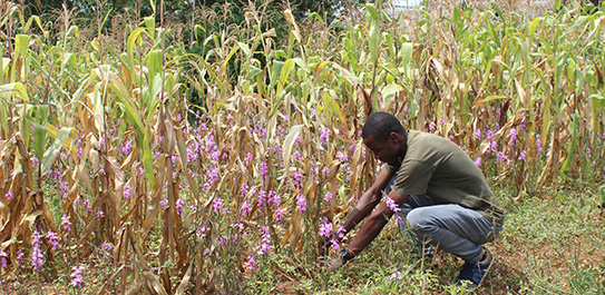 A man crouches in a crop field infested with a parasitic Striga plant