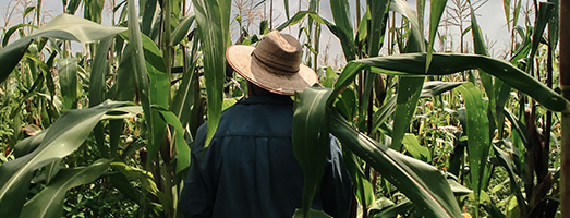 Person wearing a hat walks through a field of maize