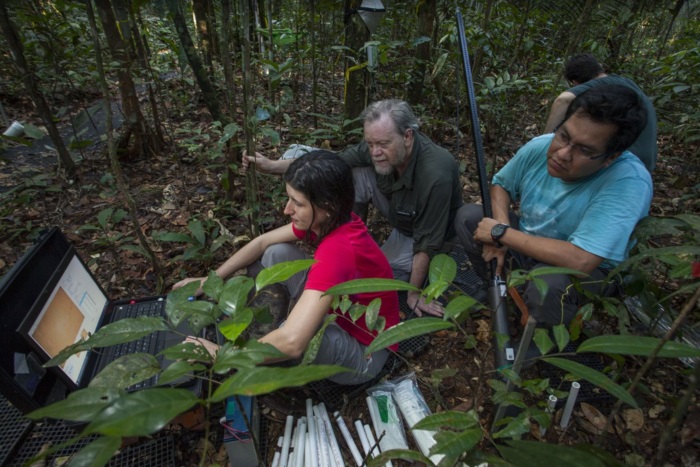 Image: Rich Norby and colleagues conducting fieldwork in the tropics