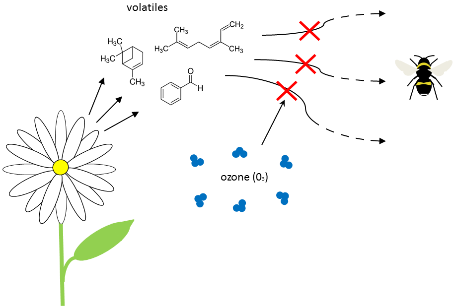 Schematic showing the design of the study