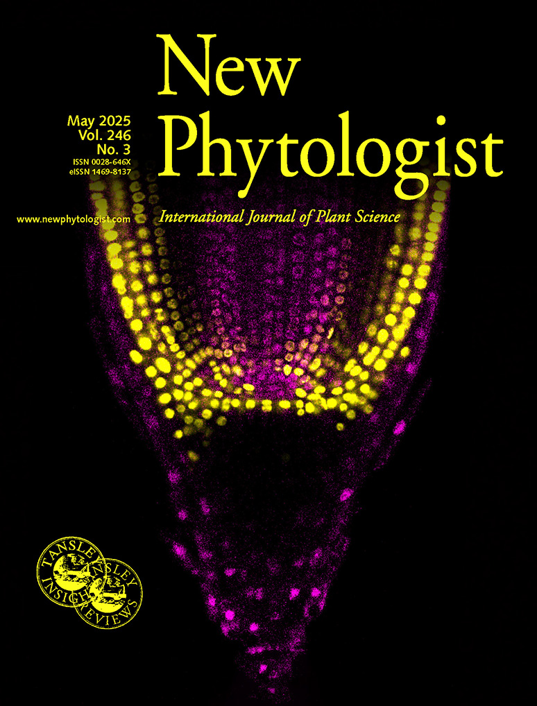On the cover of New Phytologist volume 246, issue 3: Fluorescent confocal microscopy of a Sorghum bicolor embryonic root tip in the medial plane, showcasing the meristematic region. Dividing cell nuclei stained in yellow with EdU. All nuclei stained in purple as counterstaining with Hoechst 33342.