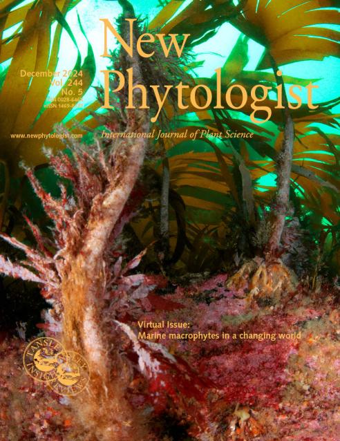 Journal cover, title reads "New Phytologist", text reads "December 2024, Vol.244, No.5". The background shows a kelp forest.