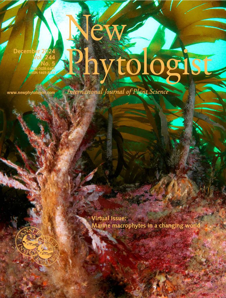 Journal cover, title reads "New Phytologist", text reads "December 2024, Vol.244, No.5". The background shows a kelp forest.