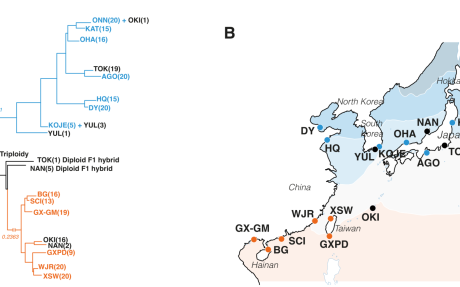 The Nanozostera japonica species complex consists of two deeply divergent genetic clades.