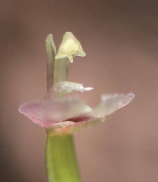 Diminutive orchid Stigmatodactylus sikokianus.