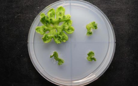 A petri dish containing four pieces of liverwort. Three are smaller than the main piece.