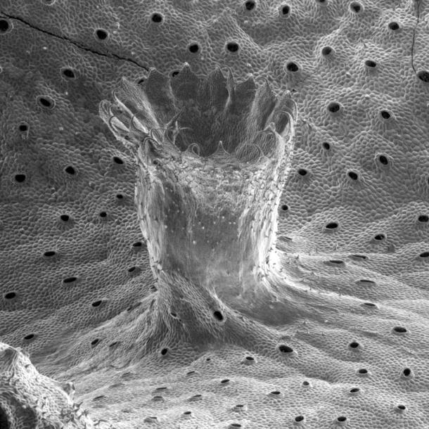 Scanning electron microscope image of a gemma cup on a liverwort