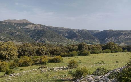 This image from Spain illustrates a mixed landscape of trees, shrubs, grasses, and forbs typical of Mediterranean montane systems, where multiple plant life forms interact.
