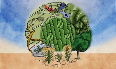 46th Nps Logo Stomata