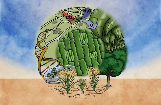 46th Nps Logo Stomata