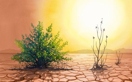 Logo for the 47th New Phytologist Symposium, two plants sit on an arid landscape with a hot sun overhead. One plant is green and alive, and the other is withered and dying.