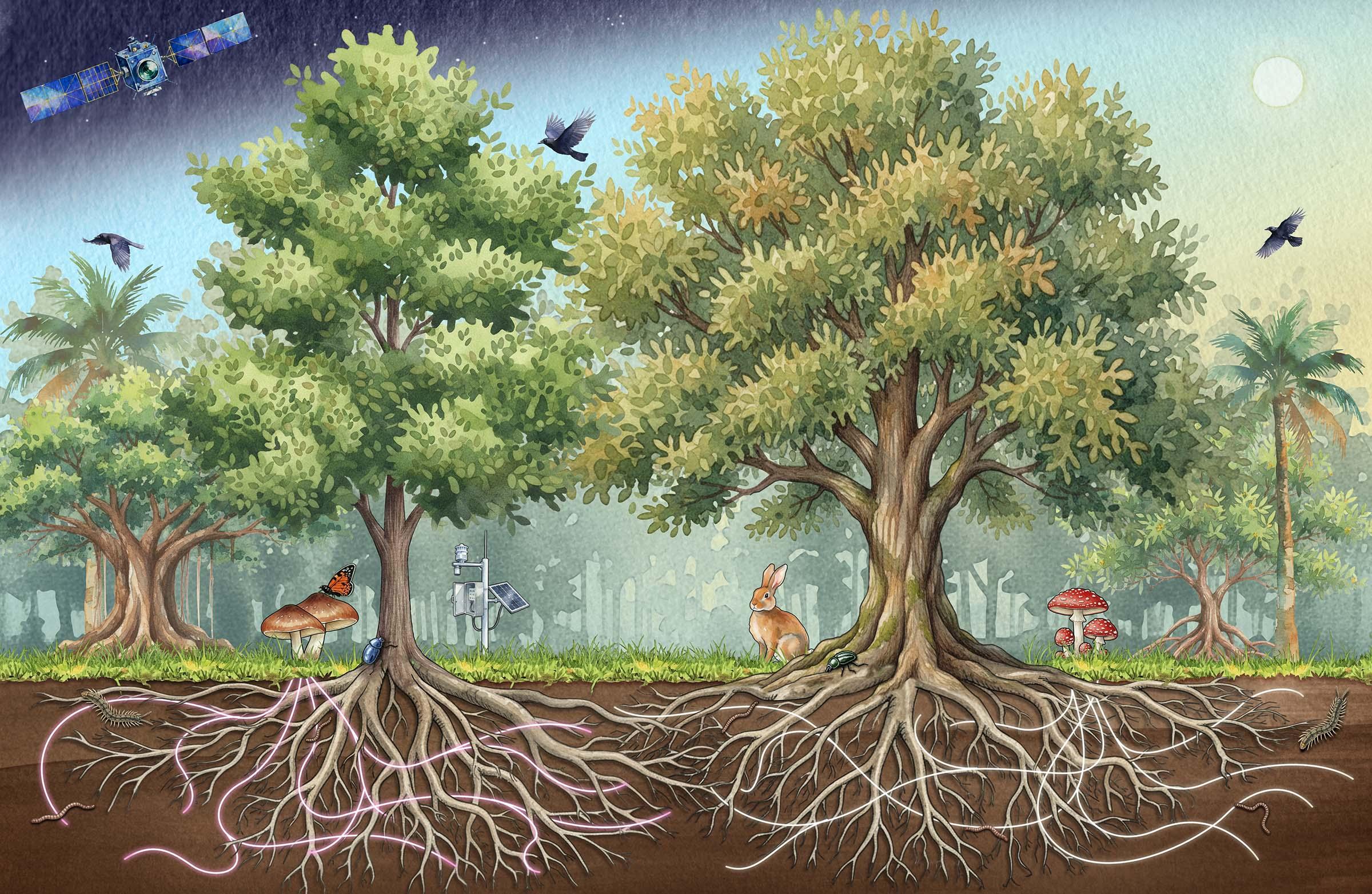 Logo illustration for the 48th New Phytologist Symposium: Forest interactions. Two trees are connected by fungal hyphae with fruiting bodies visible above ground. Soil fauna are visible below ground. Insects and macrofauna including a hare and birds can be seen above ground. A satellite can be seen in the sky.