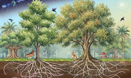 48nps Forest Interactions Small