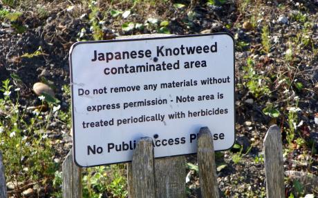 Signpost on an overgrown bank reads: Japanese knotweed contaminated area. Do not remove any materials without express permission. Note area is treated periodically with herbicides. No public access please.