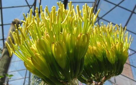 Bright yellow flowers of Agave vera-cruz growing in a glass house.