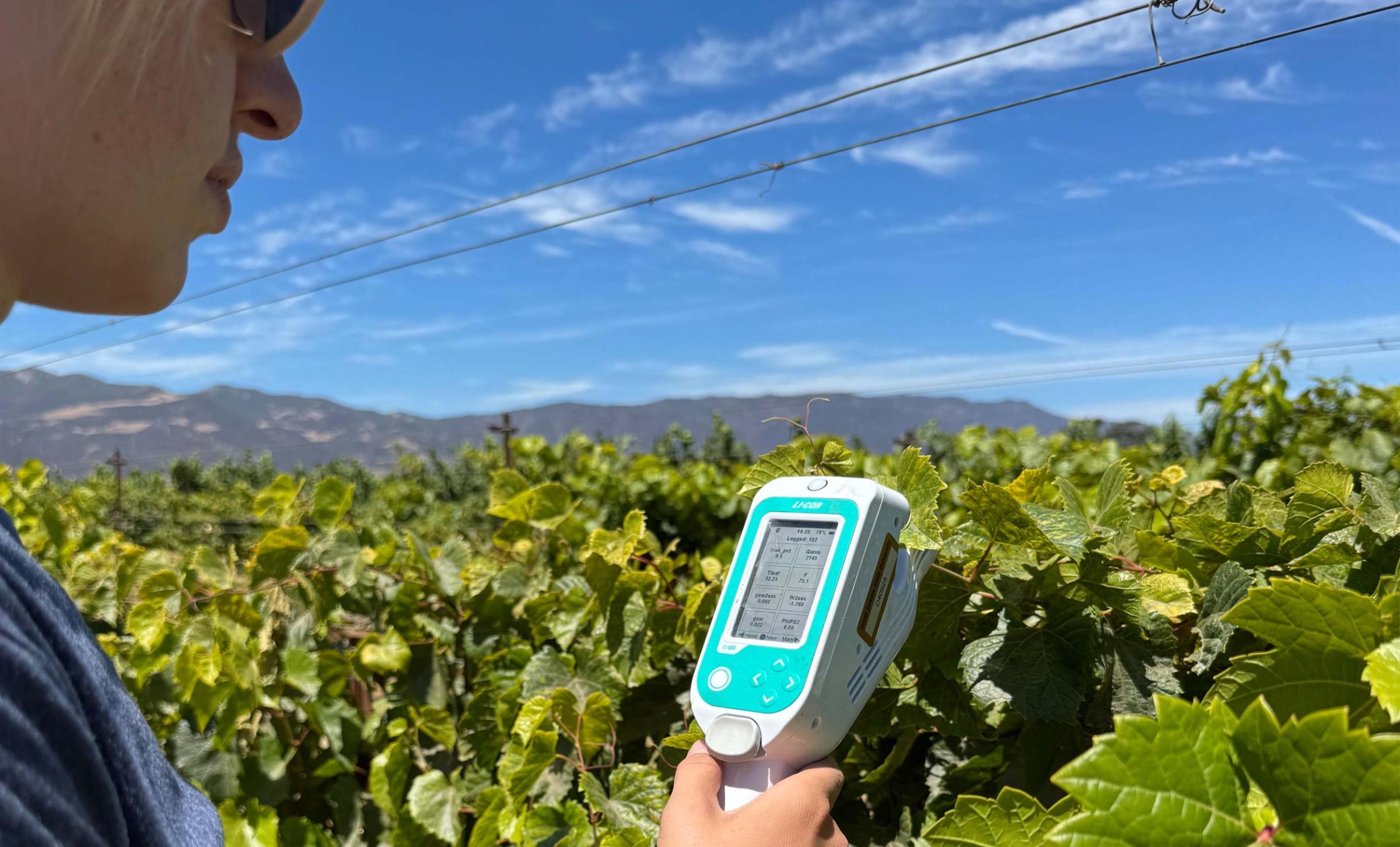 South Dakota State University researchers measuring leaf and xylem traits in a V. riparia x V. hybrid derived F2 population in a vineyard in Greenfield, California.