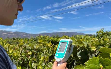 South Dakota State University researchers measuring leaf and xylem traits in a V. riparia x V. hybrid derived F2 population in a vineyard in Greenfield, California.