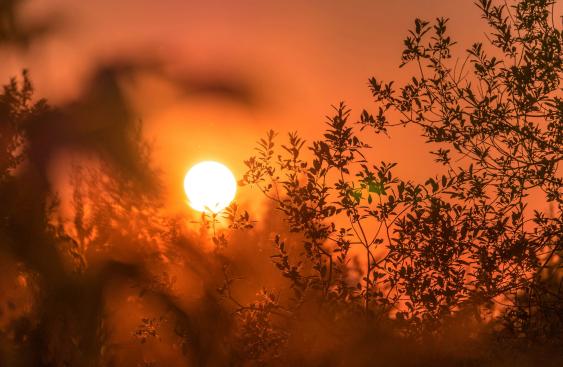 silhouette of trees and branches against an orange sky with a glowing sun