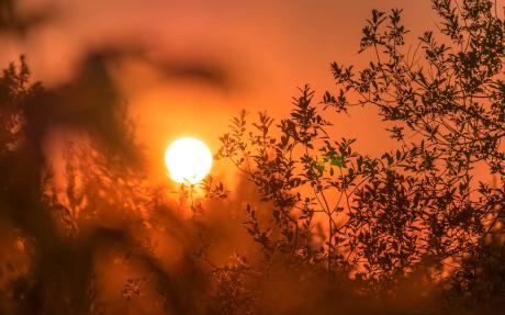 silhouette of trees and branches against an orange sky with a glowing sun