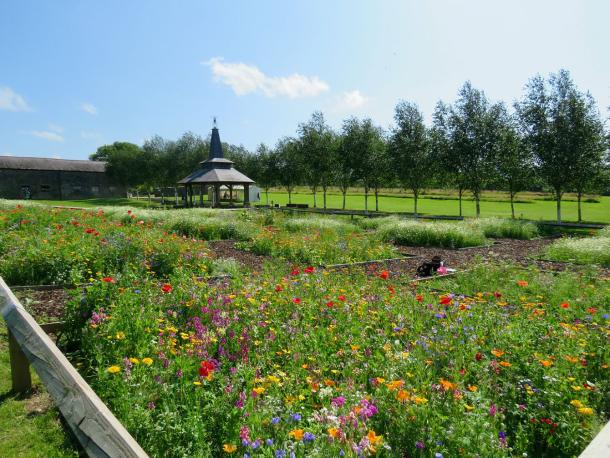 Experimental plots sown with wildflower seeds, in full bloom on a summer's day.