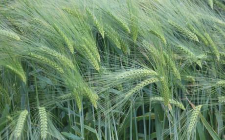 Barley growing in a field
