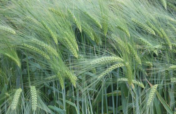 Barley growing in a field