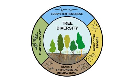 Round logo. In the centre is a cartoon of five different types of trees, with the words 'tree diversity'. Surrounding this is a circle divided into four segments labelled 'ecosystem resilience', 'climate regulation', 'biotic and environmental interactions', and 'plant physiology'. Each concept is illustrated with a simple cartoon, respectively: a line graph, weather symbols, a bird with a worm and an image depicting weathering, and two types of leaf.