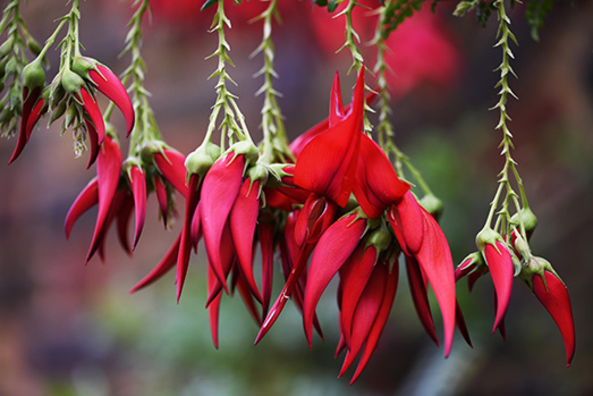 Endangered Clianthus puniceus flowers with long, pointed red petals hanging downward.
