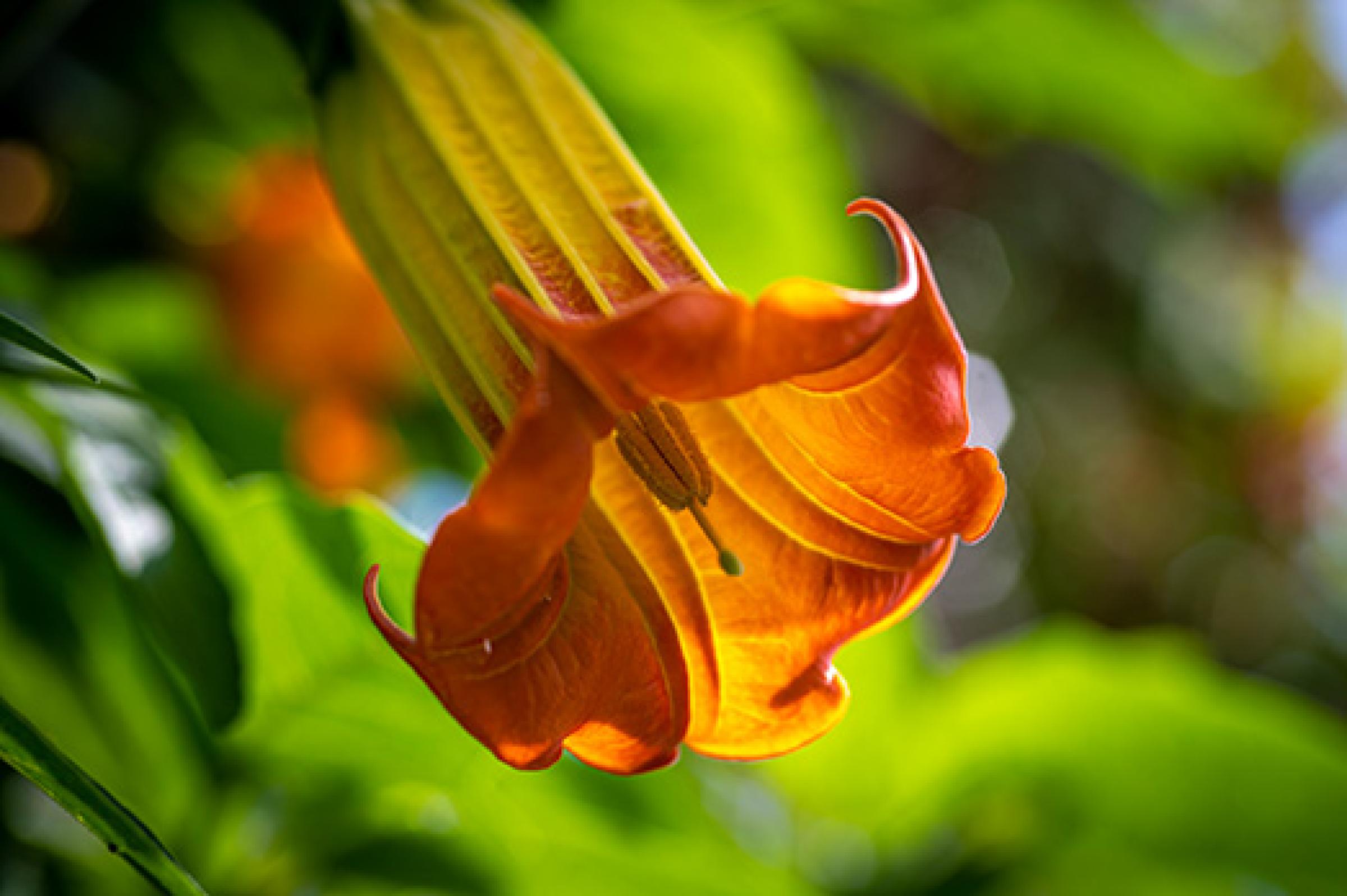 Clianthus puniceus, a long, tube shaped orange flower.