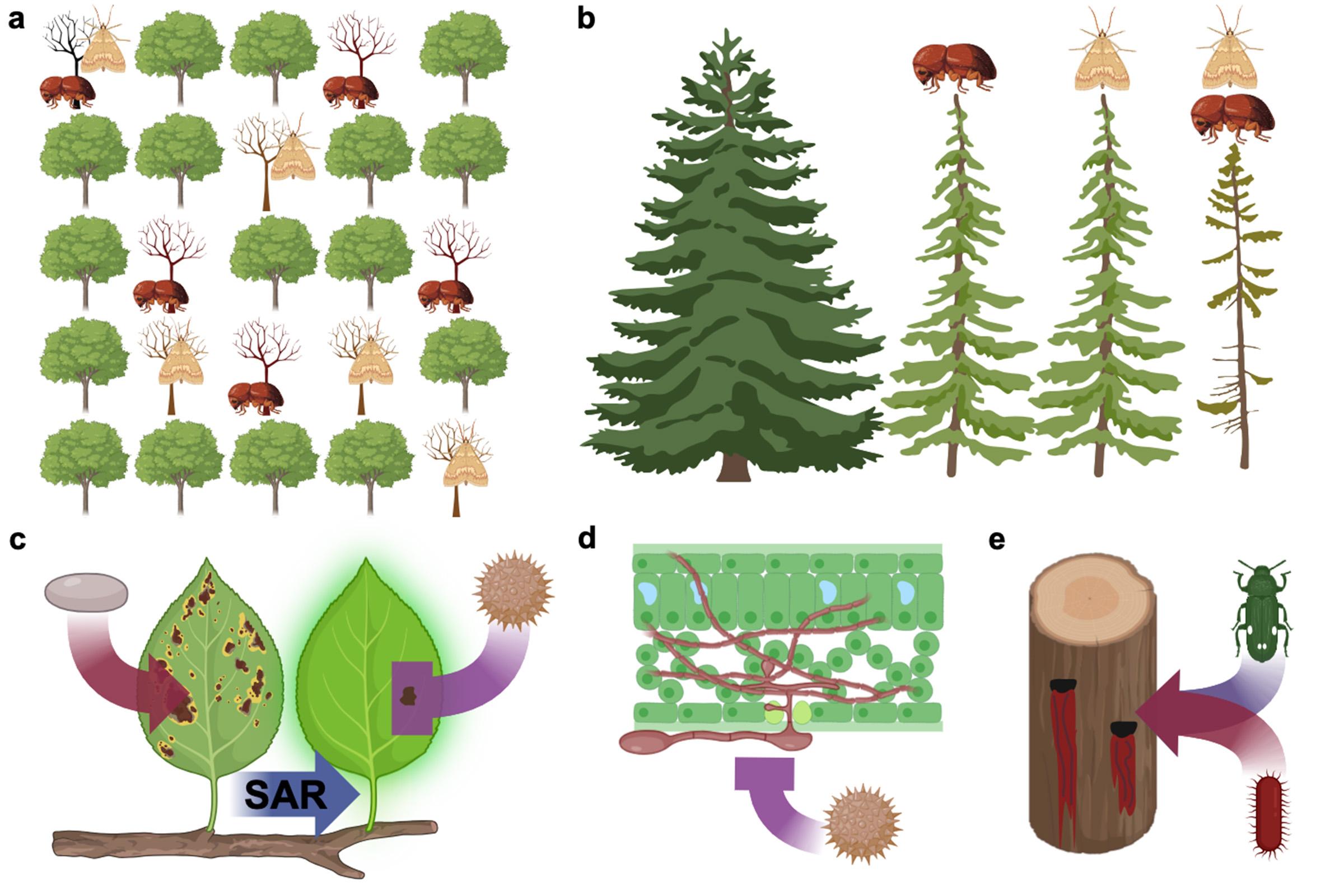 Combined effects of multiple plant pests and diseases on trees.