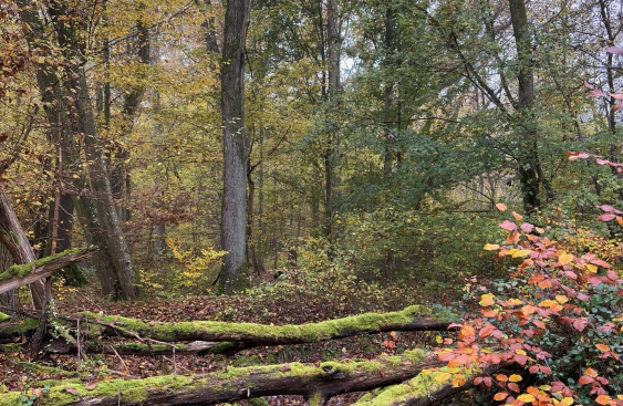 a mature forest with a variety of trees, some fallen logs and brush. Some of the leaves are starting to turn.