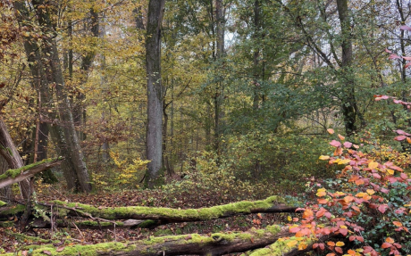 a mature forest with a variety of trees, some fallen logs and brush. Some of the leaves are starting to turn.