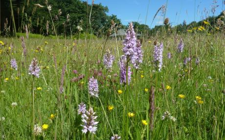 A typical hay meadow with Common Spotted Orchid and a great variety of other native wild flowers occupying a long abandoned cricket pitch as Plas Newydd on Anglesey, Wales.