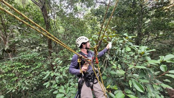 Ziccardi conducting chlorophyll fluorescence measurements with the MultispeQ, suspended mid-canopy in the Amazon rainforest.