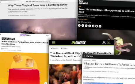 A selection of news articles