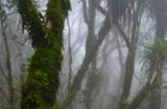 image:alt
