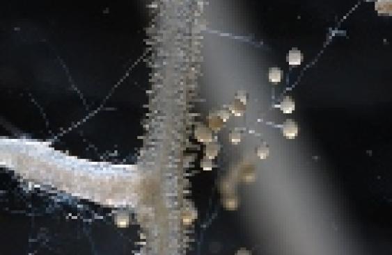 image:alt