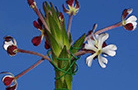 image:alt