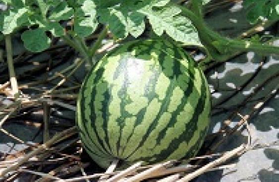 image:alt