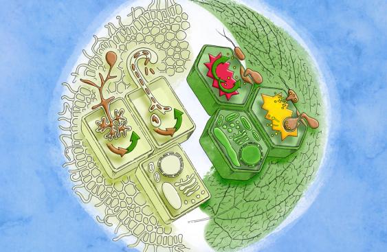 abstract image showing cells and leaves