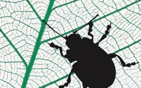 Beetle silhouette on leaf veins