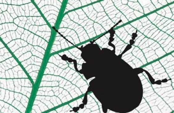 Beetle silhouette on leaf veins