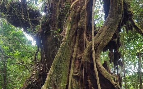 The trunk of a tree with large buttresses, draped with vines, in a tropical forest.