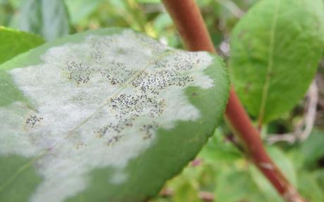Powdery mildew covers a plant, stealing nutrients and limiting photosynthesis.