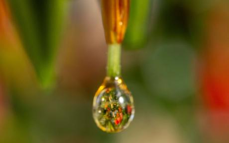 Nectar collecting at the tip of the stigma in Agapetes lacei (Ericaceae).